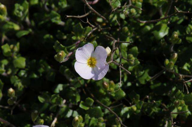 Plancia ëd Aubrieta erubescens Griseb.