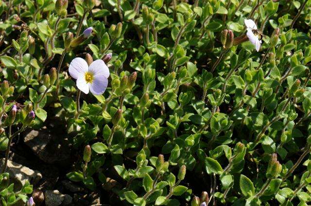 Image de Aubrieta erubescens Griseb.