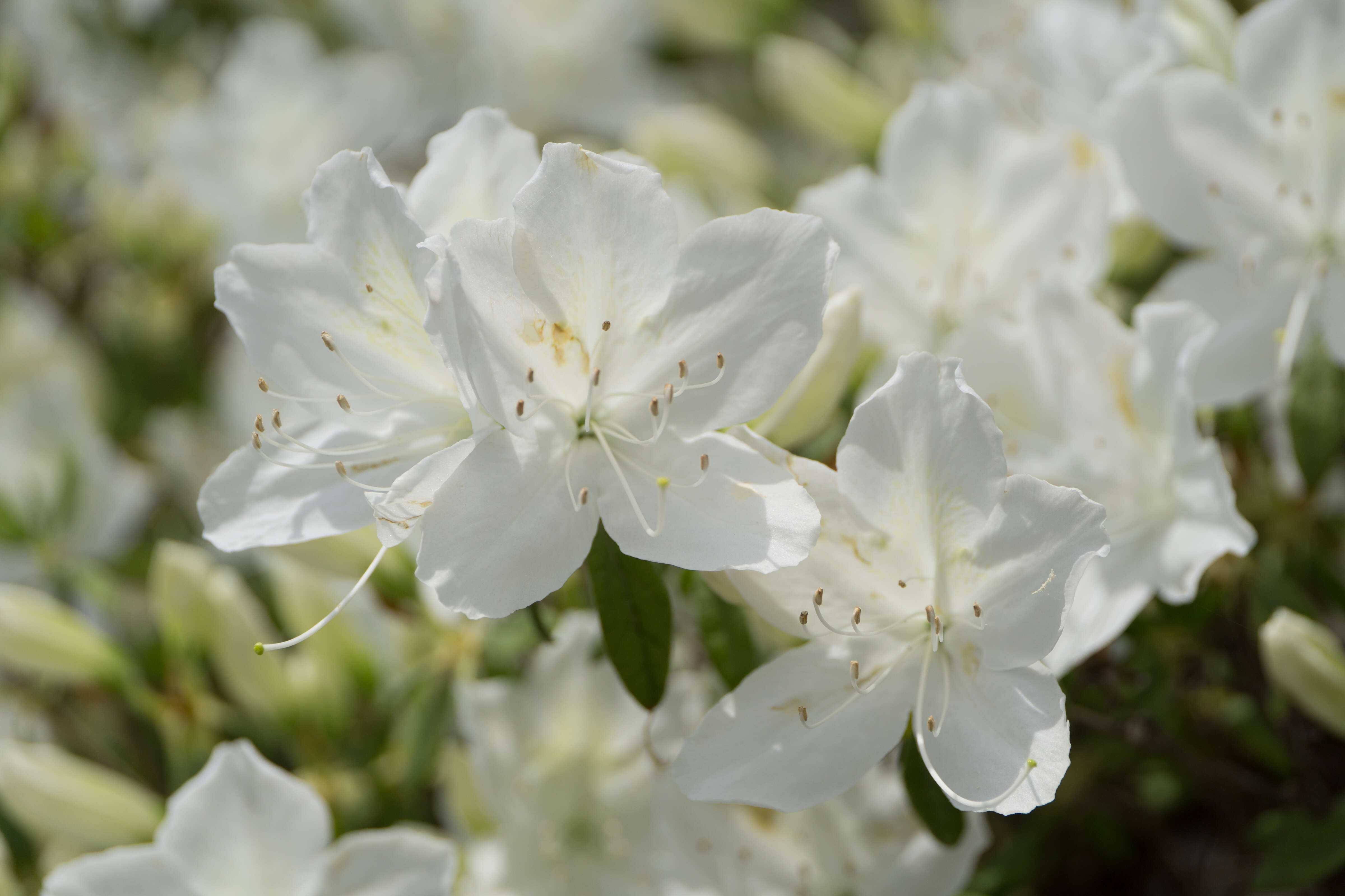 Image of Rhododendron mucronatum (Bl.) G. Don