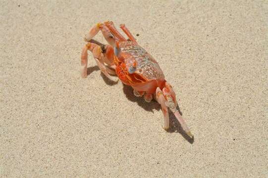 Image of fiddler crabs and ghost crabs