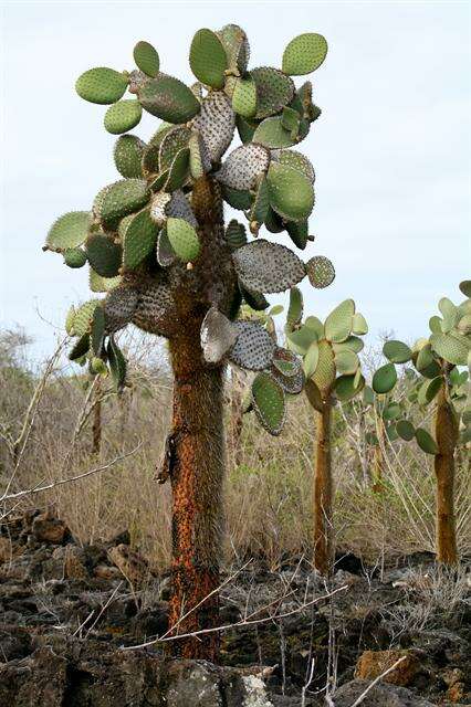 Image of Prickly pear