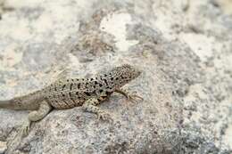 Image of lava lizard