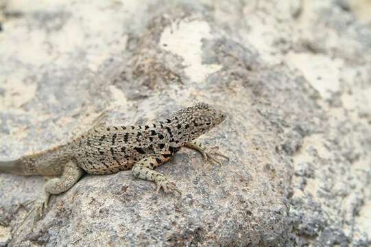 Image of lava lizard