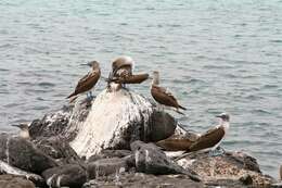 Image of gannets and boobies