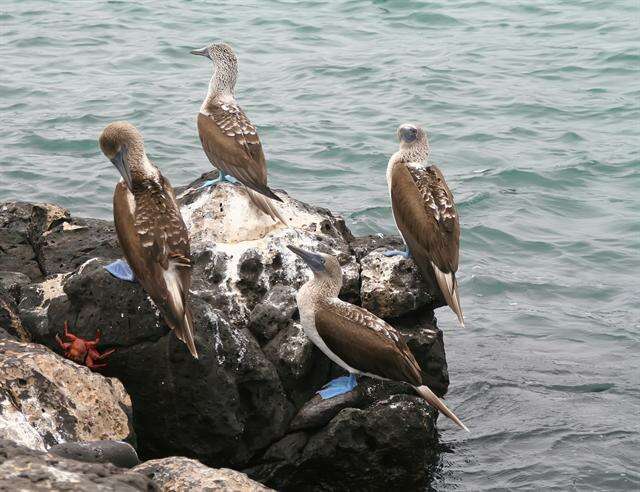 Image of gannets and boobies