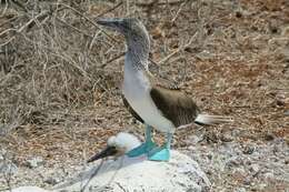 Image of gannets and boobies