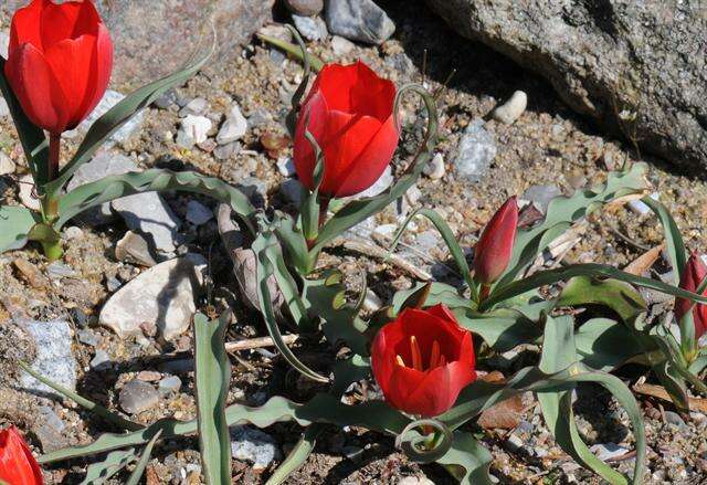 Image of Tulipa montana Lindl.