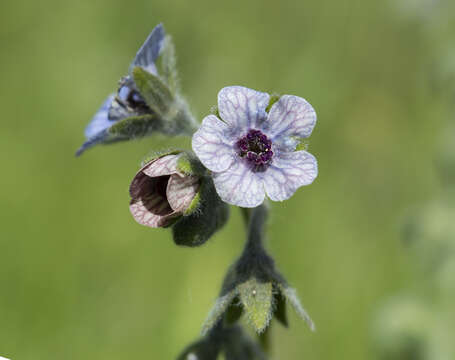 Image of blue hound's tongue