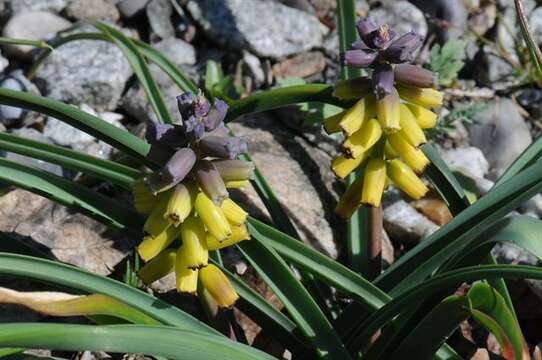 Plancia ëd Muscari racemosum Mill.