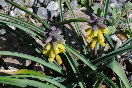 Image of Muscari racemosum Mill.