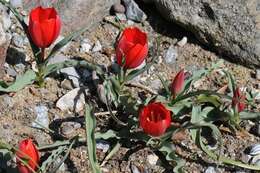 Image of Tulipa montana Lindl.