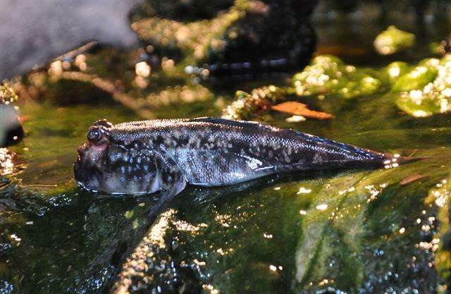 Image of mudskipper