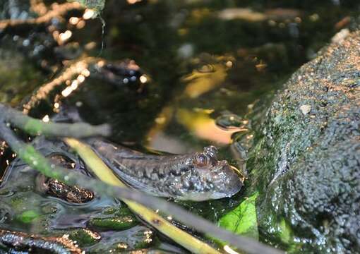 Image of mudskipper