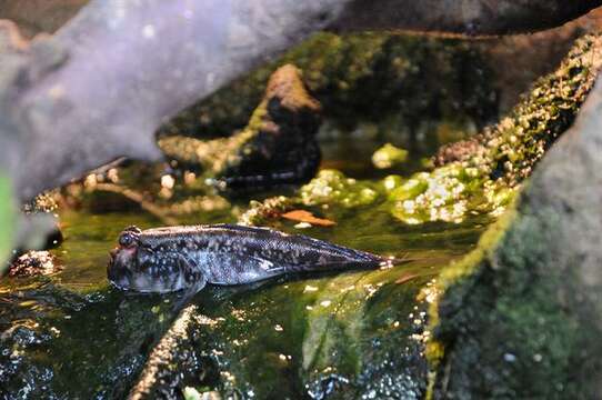 Image of mudskipper