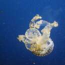 Image of White-spotted jellyfish