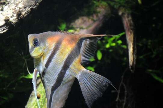 Image of Pterophyllum