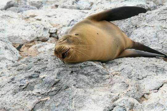 Image of Sea Lion