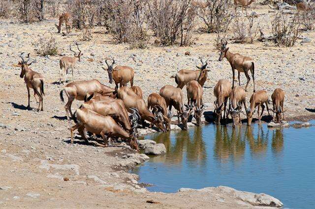 Image of Hartebeest