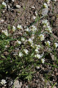 Image of Draba tomentosa Clairv.