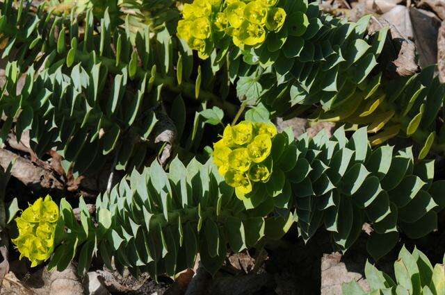 Image of myrtle spurge