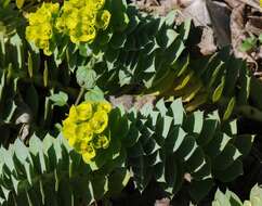 Image of myrtle spurge