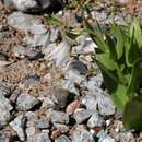 Слика од Fritillaria bucharica Regel