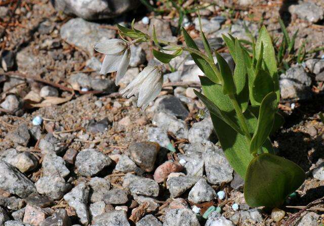 Plancia ëd Fritillaria bucharica Regel