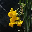 Narcissus scaberulus subsp. calcicola (Mendonça) Aedo resmi