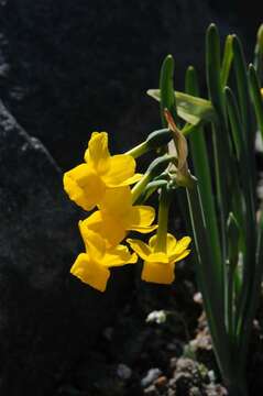 Слика од Narcissus scaberulus Henriq.
