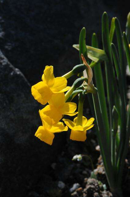 Imagem de Narcissus scaberulus Henriq.