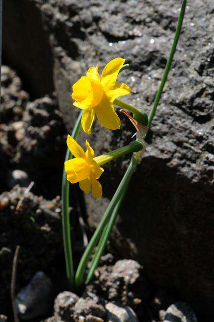 Слика од Narcissus scaberulus Henriq.