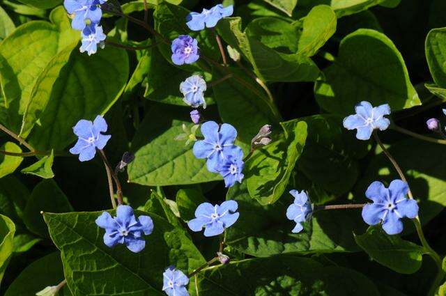 Image of navelwort