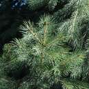 Image of Indian Spruce