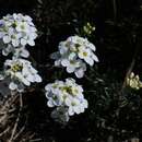 Sivun Hornungia alpina subsp. alpina kuva