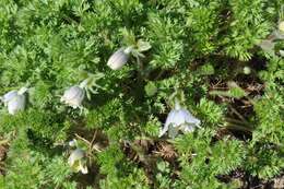 Image of Pulsatilla bungeana C. A. Mey. ex Ledeb.