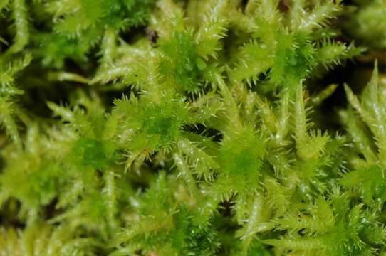 Image of sphagnum