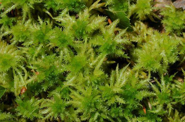 Image of sphagnum