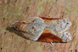 Image of broad-barred button moth