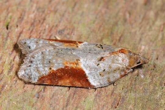 Image of broad-barred button moth