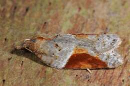 Image of broad-barred button moth