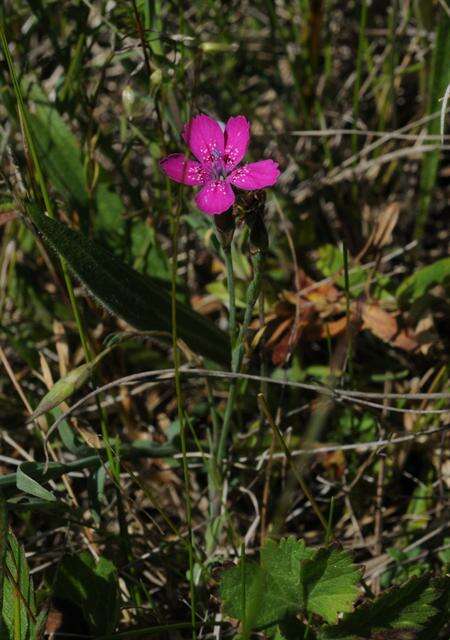 Image of pink