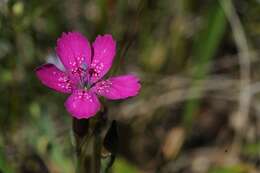 Imagem de Dianthus