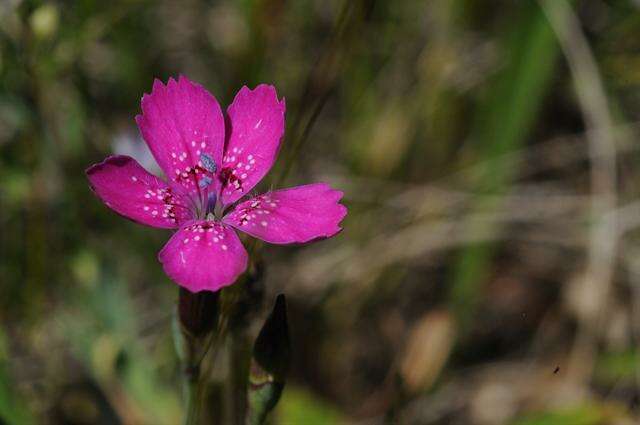 Imagem de Dianthus