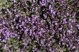 Image of thyme