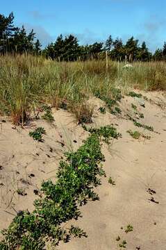 Image of beach pea