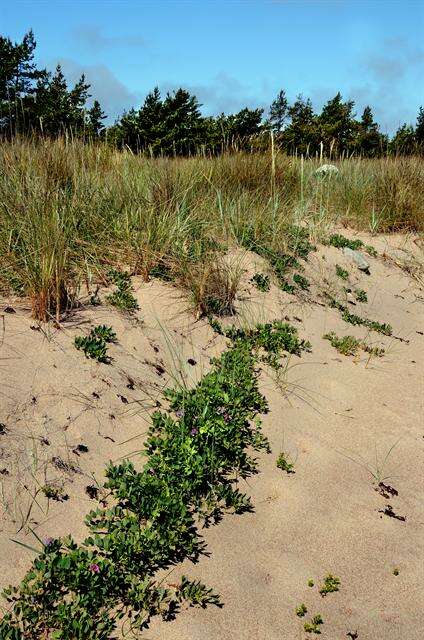 Lathyrus japonicus subsp. maritimus (L.) P. W. Ball resmi