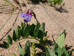 Lathyrus japonicus subsp. maritimus (L.) P. W. Ball的圖片