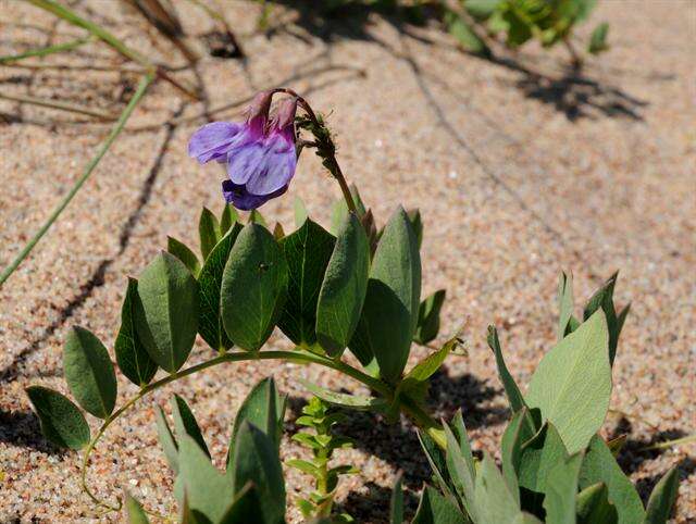 Lathyrus japonicus subsp. maritimus (L.) P. W. Ball resmi