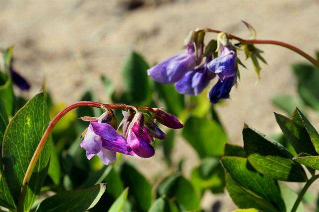 Lathyrus japonicus subsp. maritimus (L.) P. W. Ball的圖片