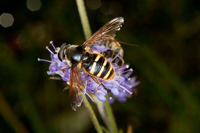 صورة Sericomyia